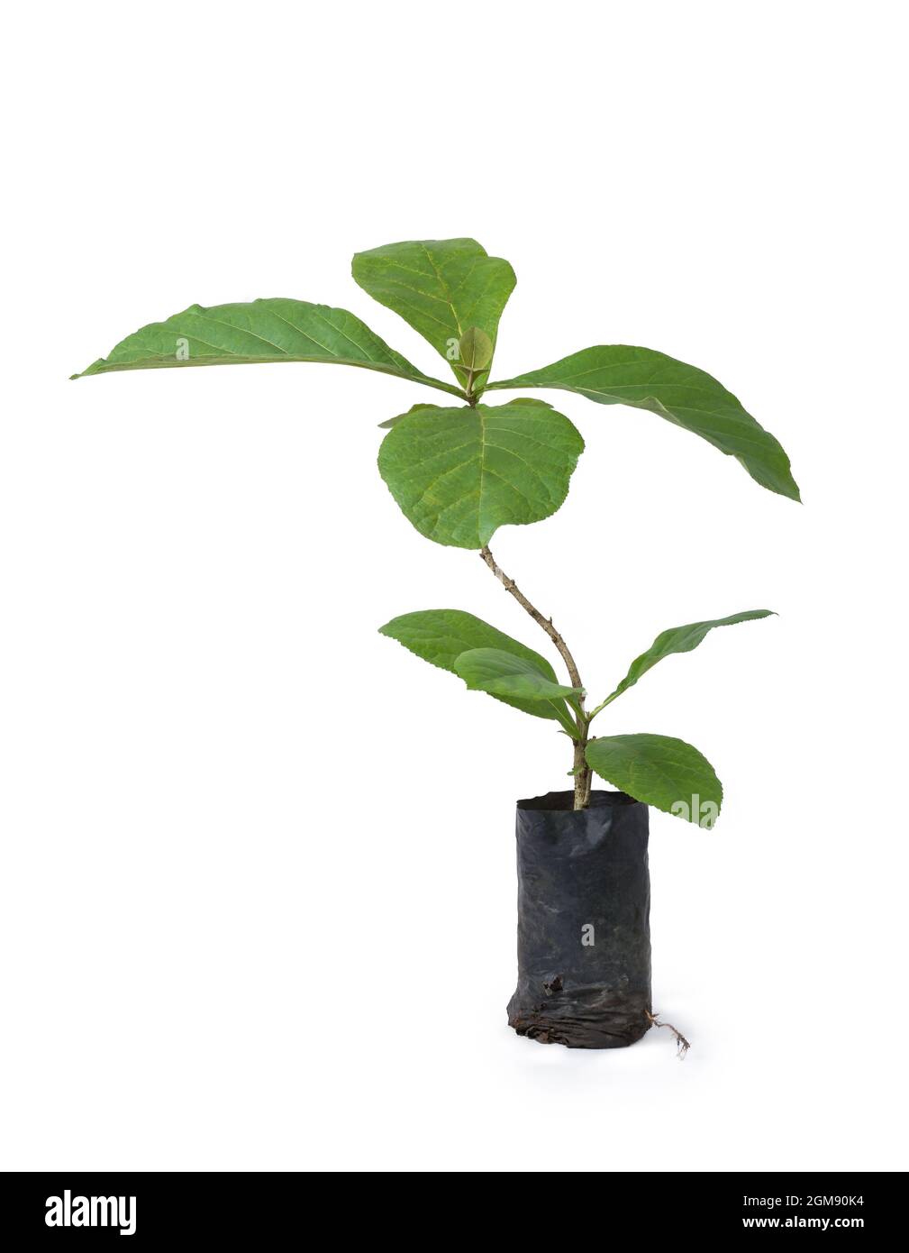 Teakpflanze, produzieren eine der wertvollsten Hölzer, tropische, Laub- und kommerziell wichtige Baumpflanze isoliert auf weißem Hintergrund Stockfoto