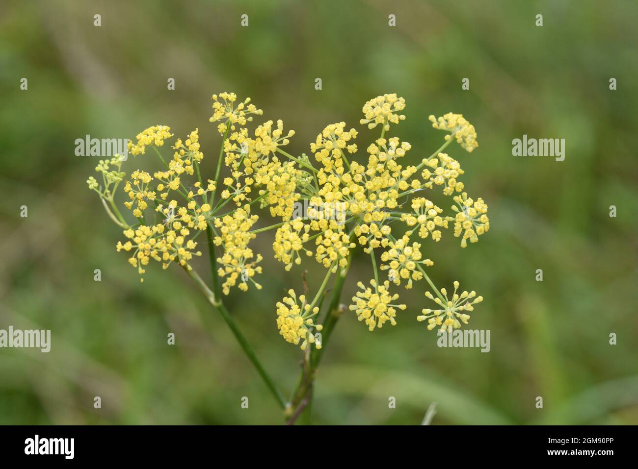 Fenchel - Foeniculum vulgare Stockfoto