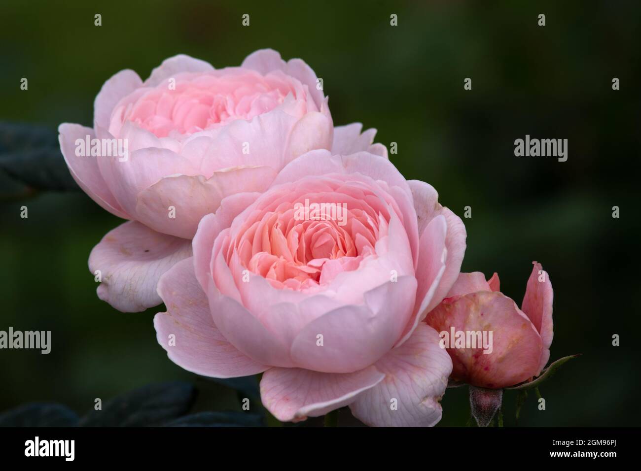 Rose Königin von Schweden Stockfoto