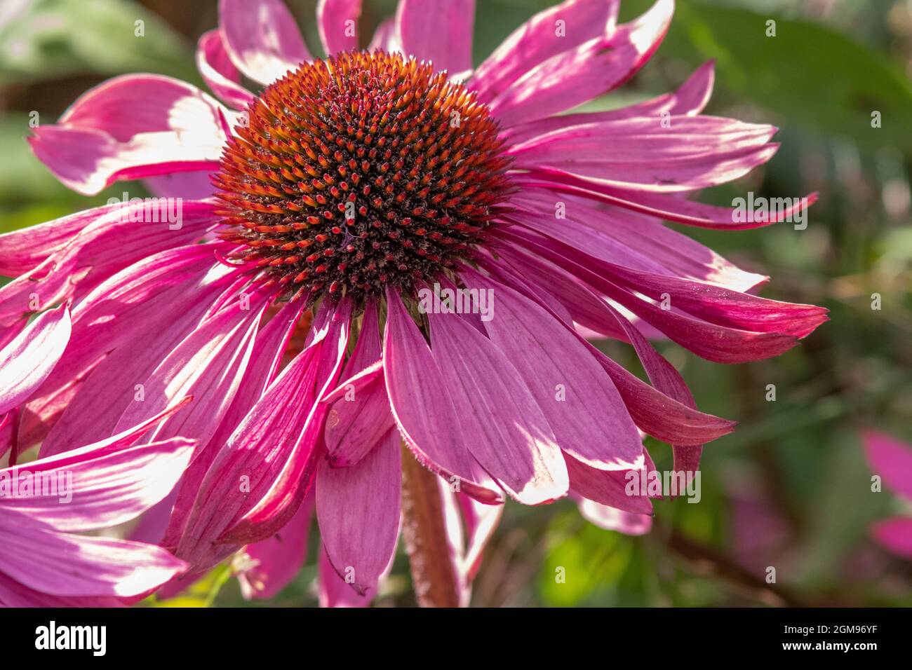 Echinacea Purpurea 'Pink Glow' Stockfoto