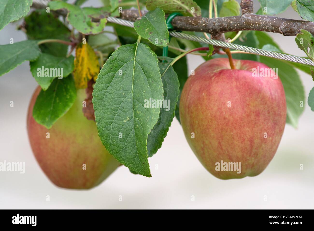 Apple Saturn Stockfoto