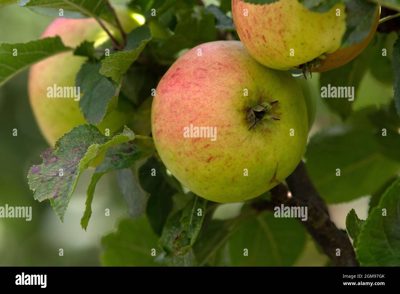 Apple Winter Juwel Stockfoto