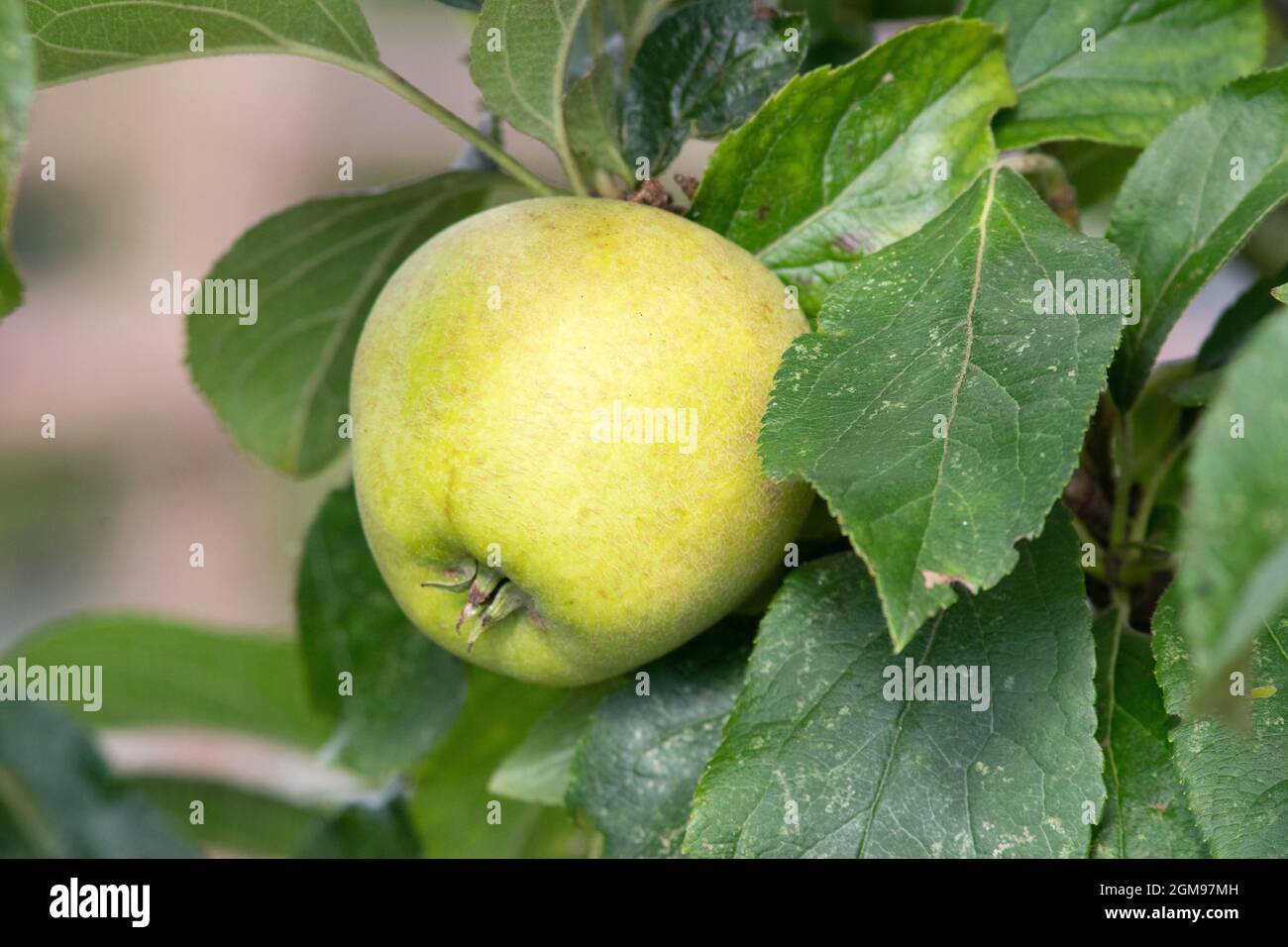 Apple Pitmaston Ananas Stockfoto