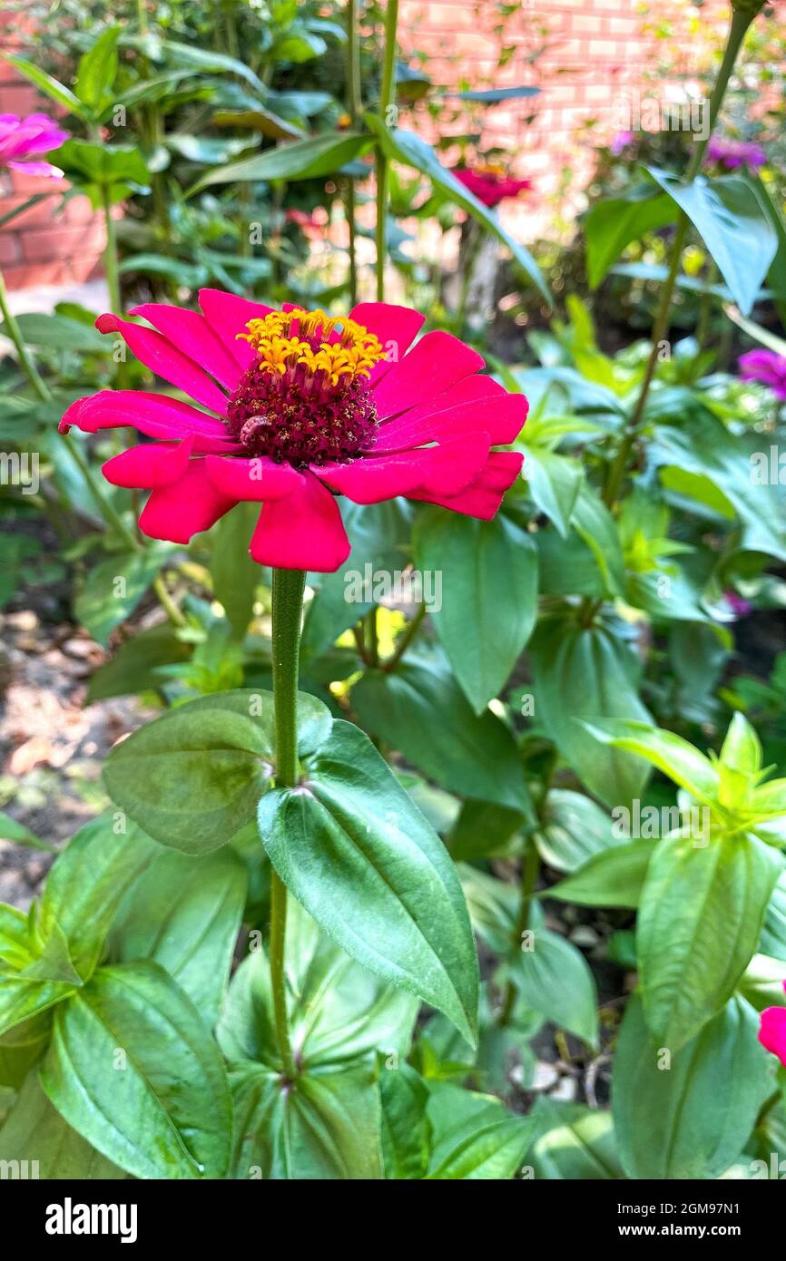 Blüte einzelne rote Blume von Zinnia peruviana, die in voller Blüte nach Nordamerika und Südamerika wächst und leuchtende Farben auf Unschärfe-Hintergrund trägt. Ve Stockfoto