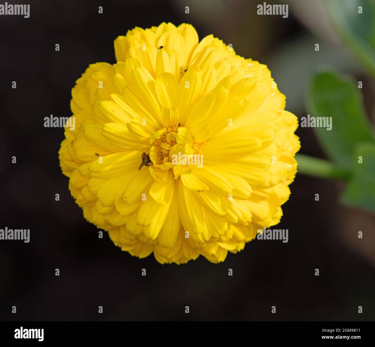 Calendula officinalis Costa Hellgelb Stockfoto