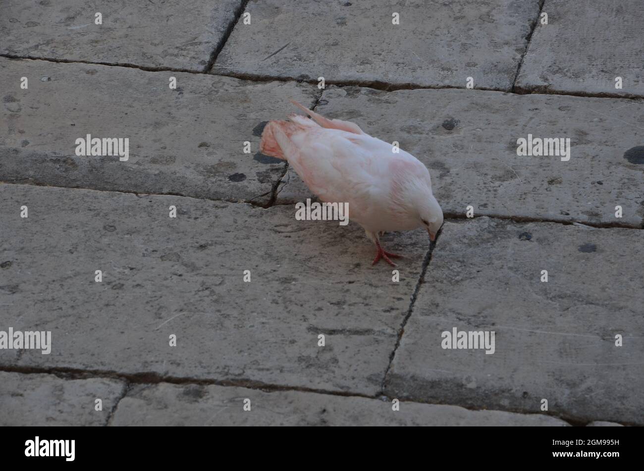 Einige Fotos einer rosafarbenen Taube in der schönen Stadt Scicli im Süden Siziliens, aufgenommen während einer Reise nach Sizilien im Sommer 2021. Stockfoto