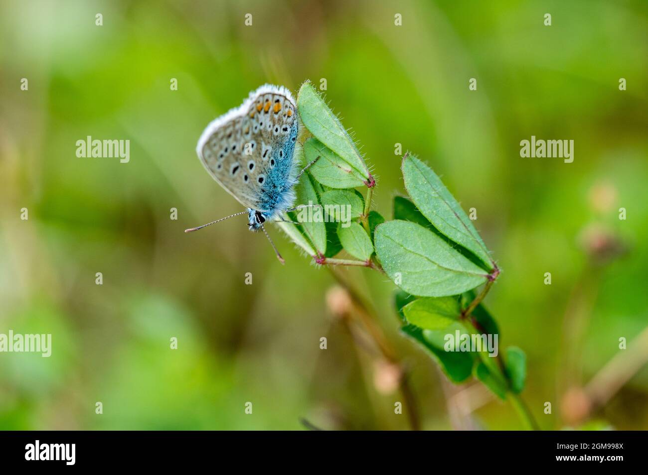 Männlicher Blauer Schmetterling, der ruht. Stockfoto