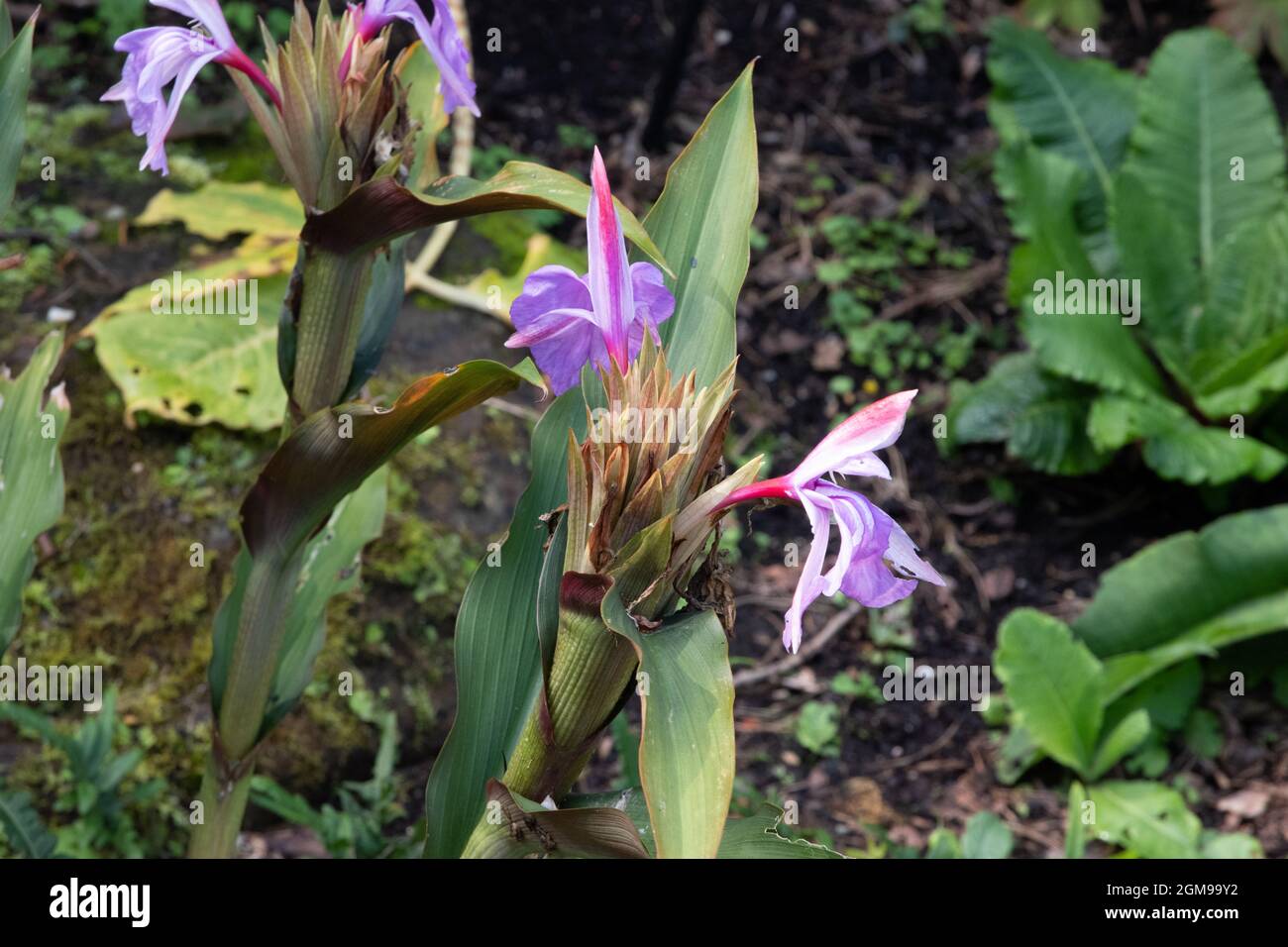 Roscoea purpurea Tale Valley Hybrids Stockfoto