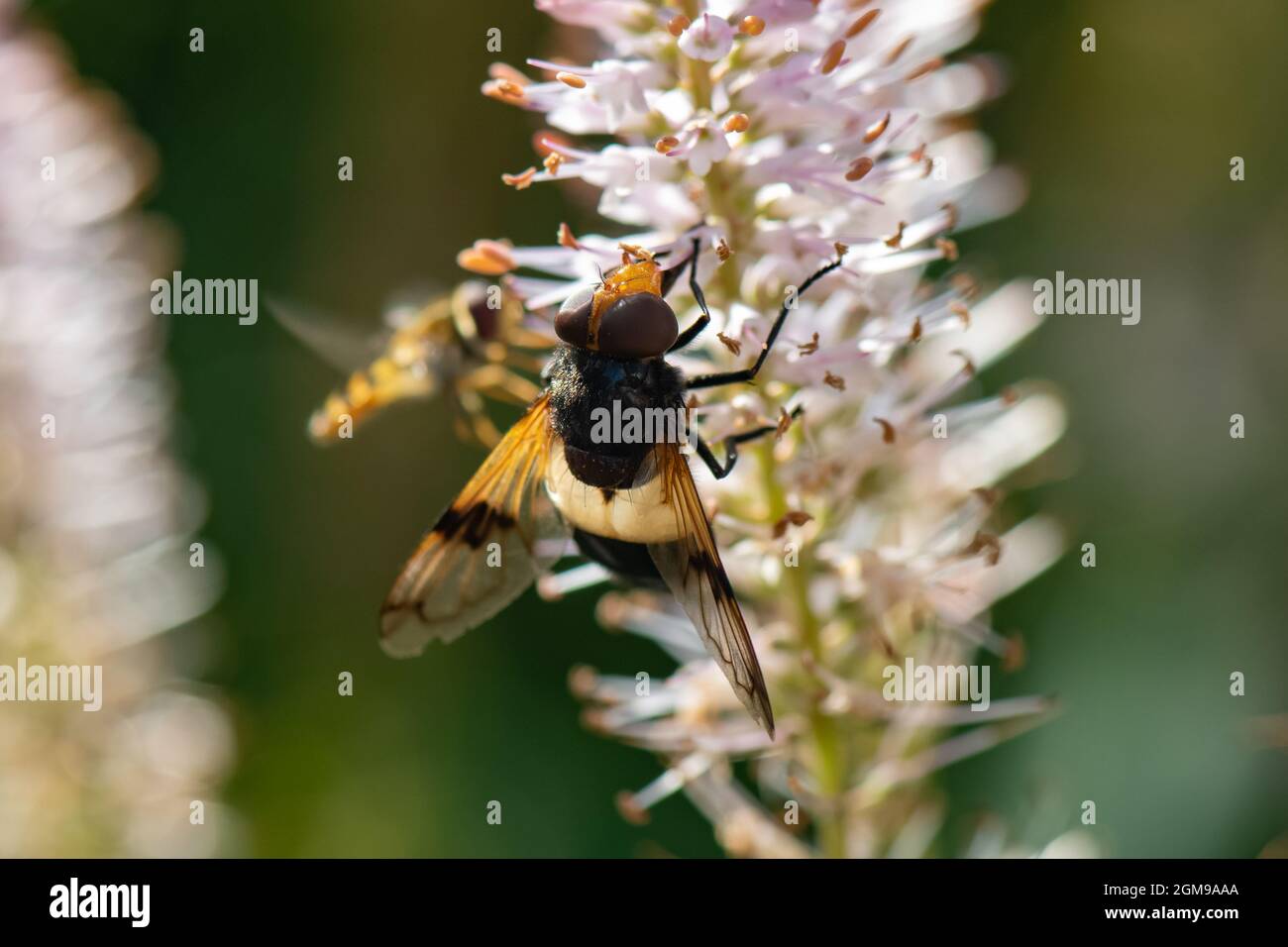 Volucella pellucens, pellucid hoverfly, Inverurie, Schottland Stockfoto