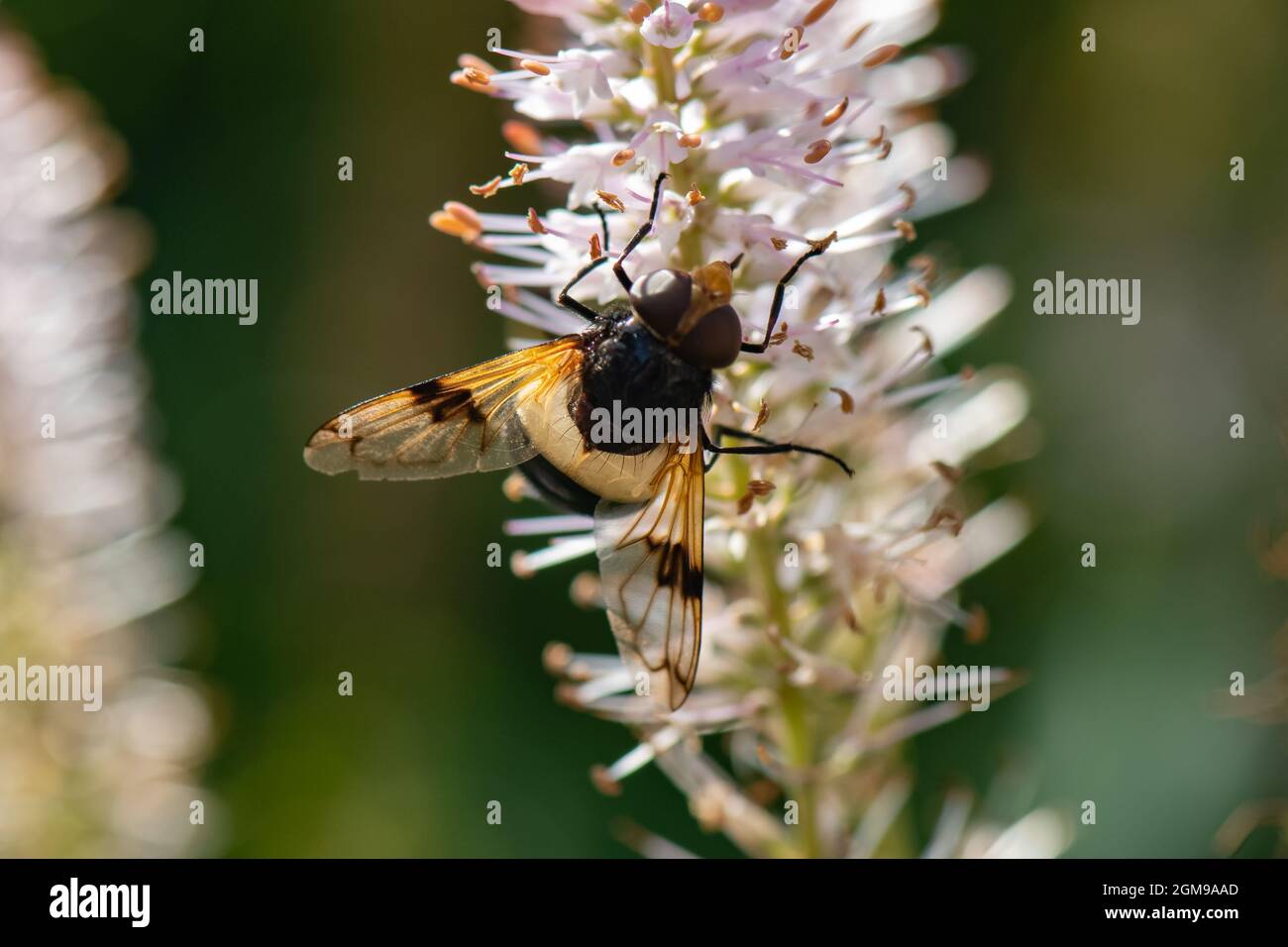 Volucella pellucens, pellucid hoverfly, Inverurie, Schottland Stockfoto