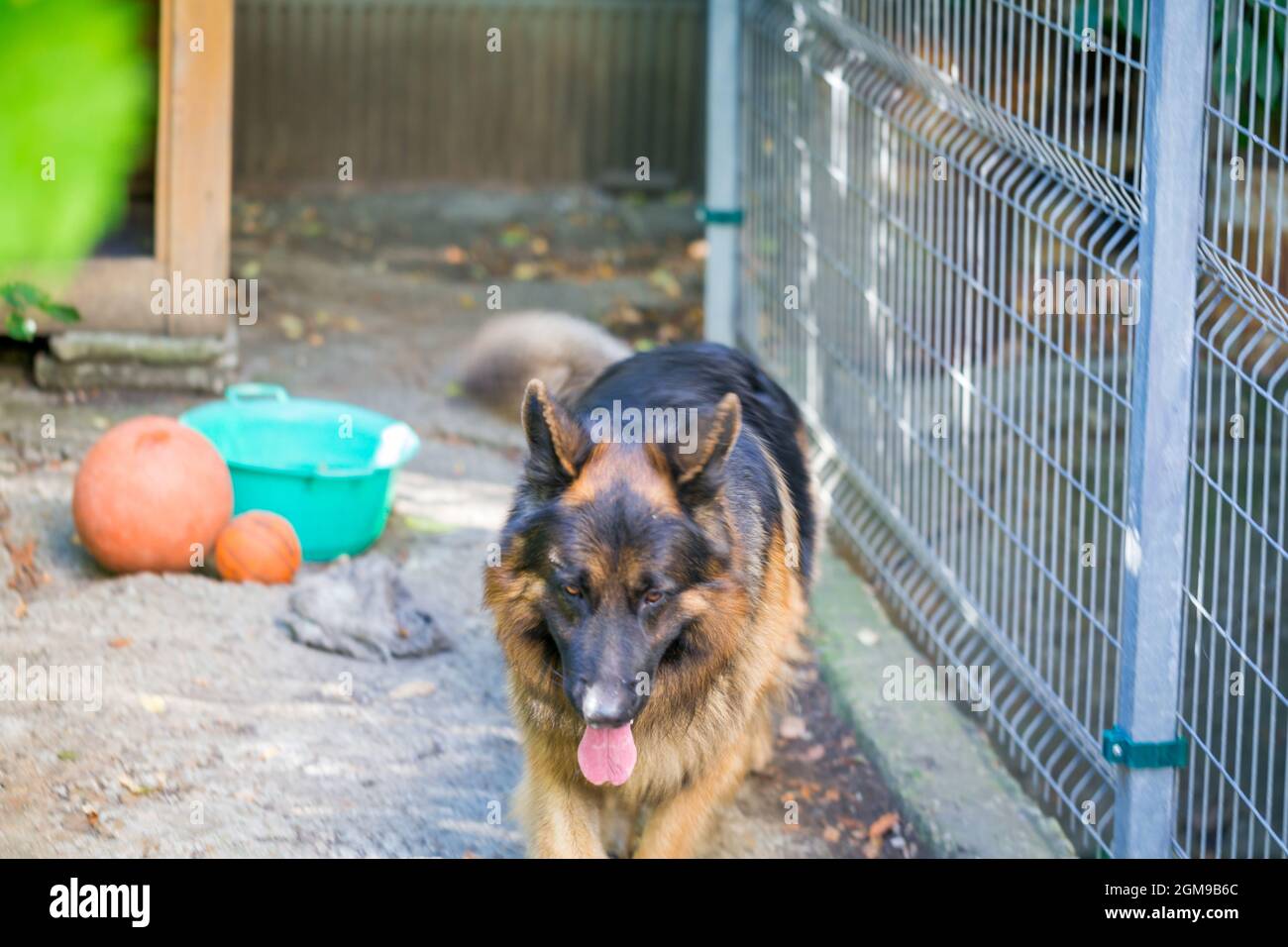 Der deutsche Schäferhund 'Ajax' spaziert in seinem Herrenhaus Stockfoto