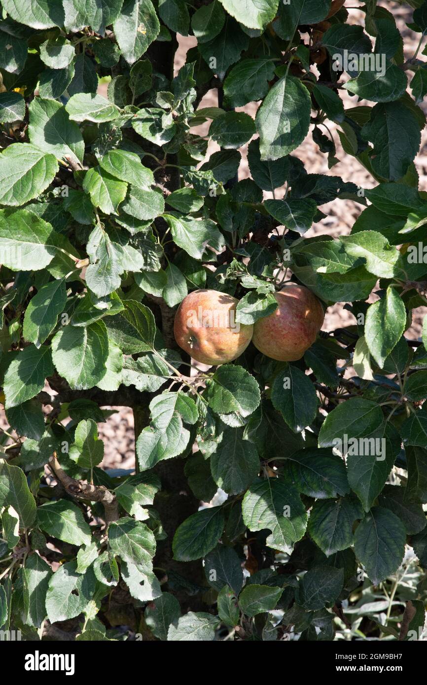 Apple Captain Kidd Stockfoto