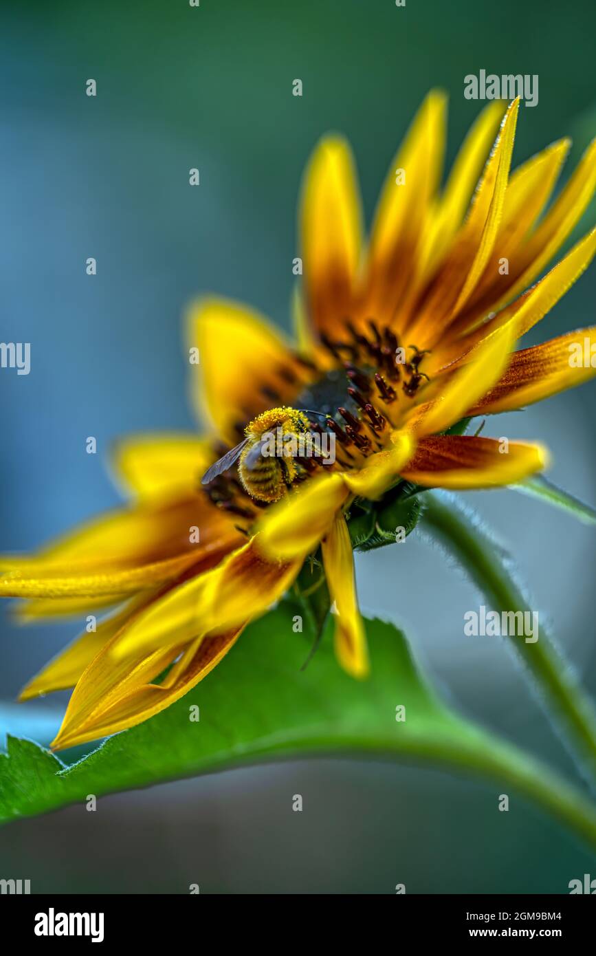 Eine Biene oder Hummel sammelt Pollen aus einer Sonnenblumenblume Stockfoto