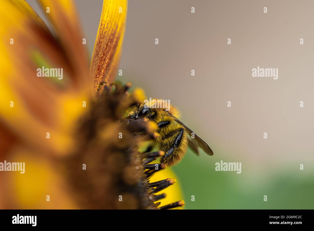 Eine Biene oder Hummel sammelt Pollen aus einer Sonnenblumenblume Stockfoto