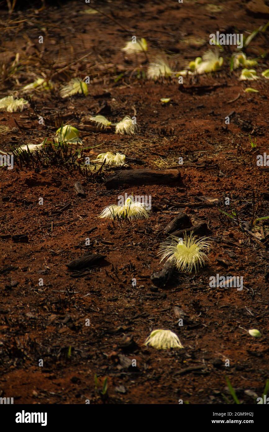 Pequi Blumen liegen auf dem Boden. Typischer Baum des Cerrado von Goiás. (Caryocar brasiliense). Stockfoto