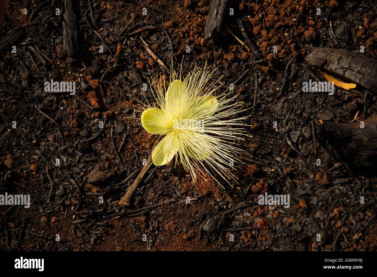 Pequi Blume auf dem Boden liegend. Typischer Baum des Cerrado von Goiás. (Caryocar brasiliense) Stockfoto