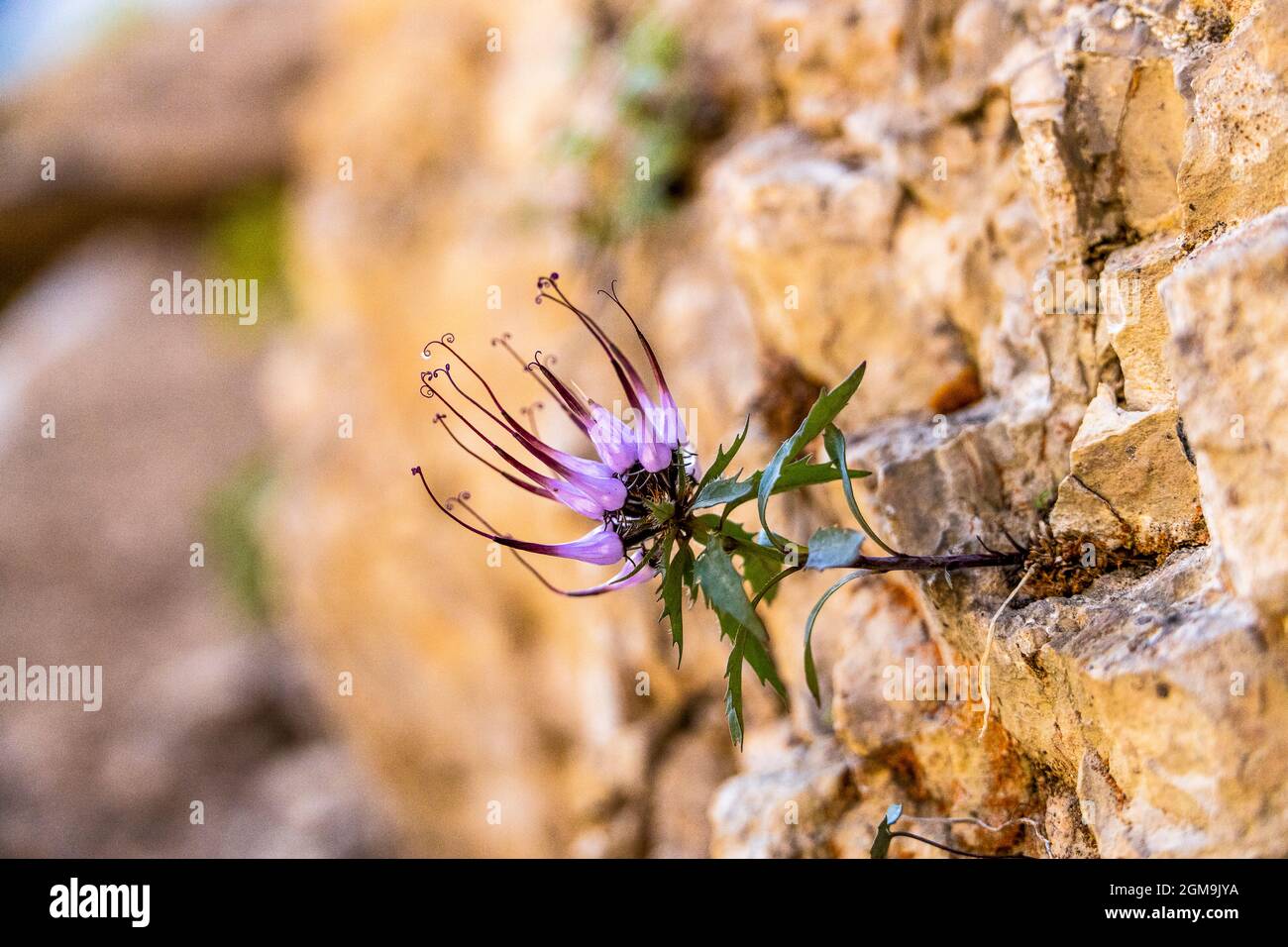 Physoplexis comosa - tufted horned rampion | Physoplexis comosa - Raponzolo di roccia Stockfoto