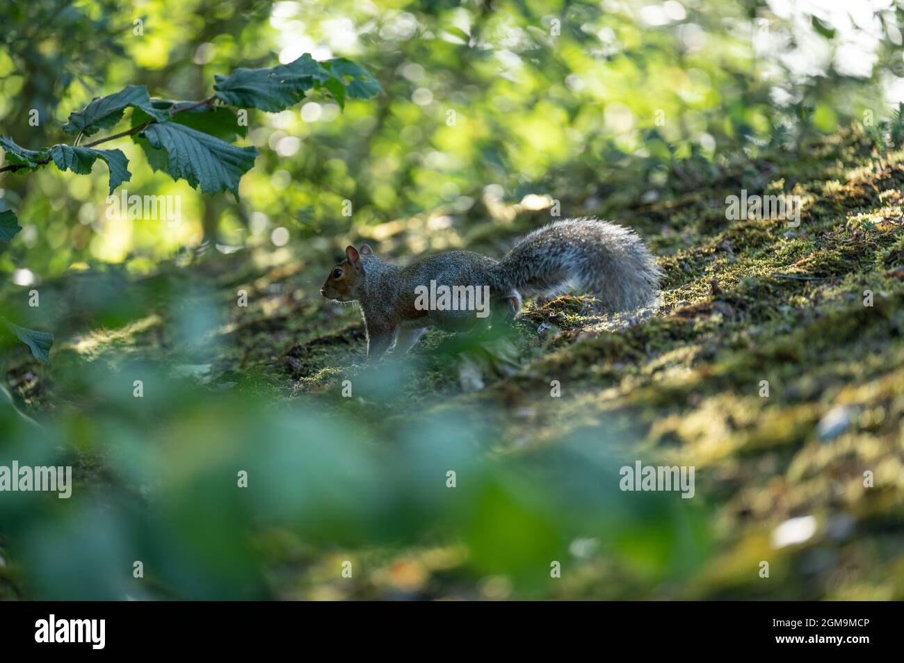 Sciurus carolinensis [Sciurus carolinensis] auf einem moosbedeckten Dach gegen das Sonnenlicht. Stockfoto