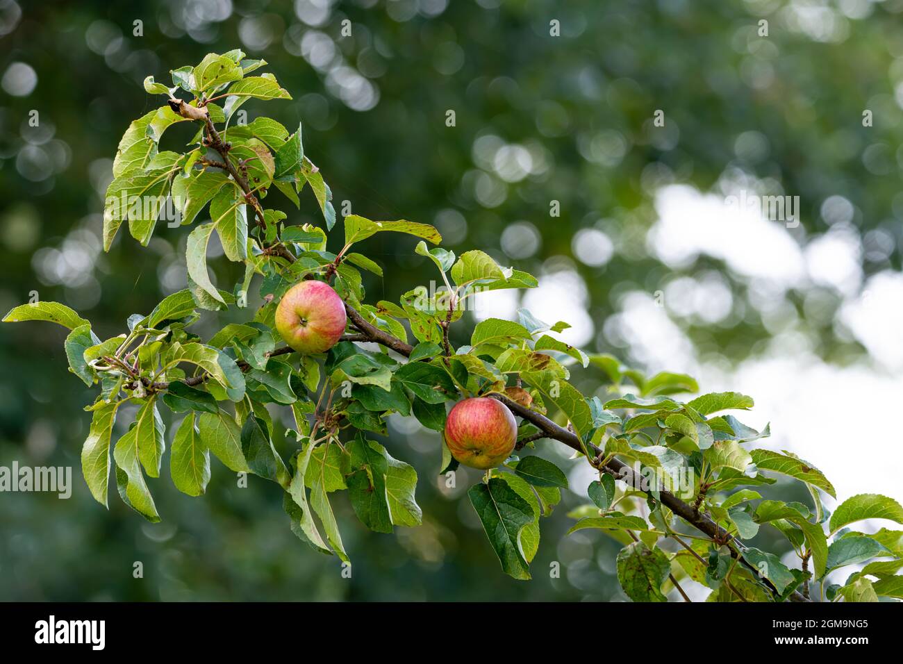 Die beiden roten Äpfel - garantiert ohne Pestizide - sind gesund und halten den Arzt fern. Stockfoto