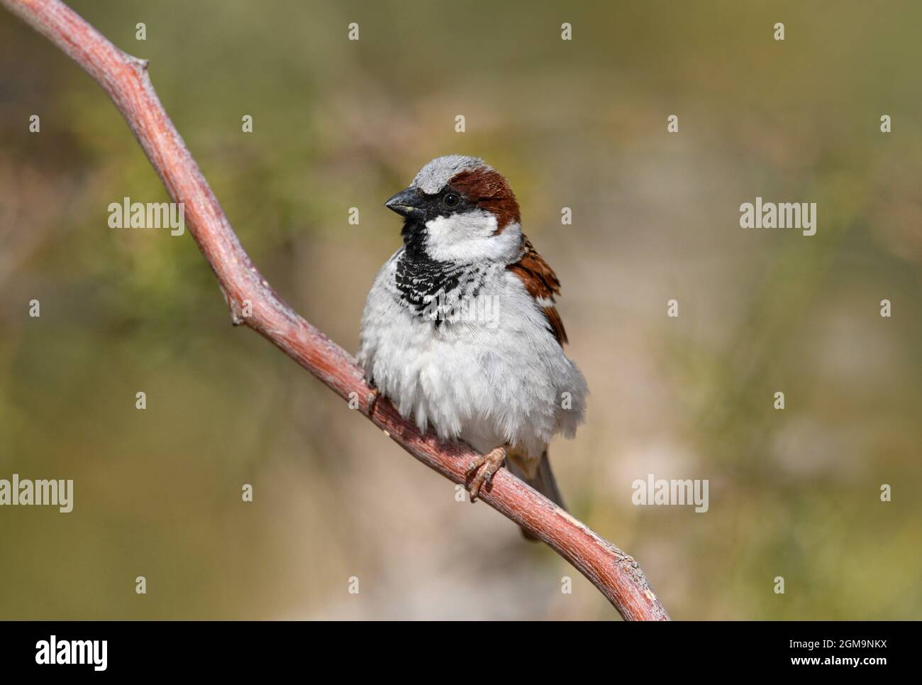 Haussperling - Passer domesticus Stockfoto