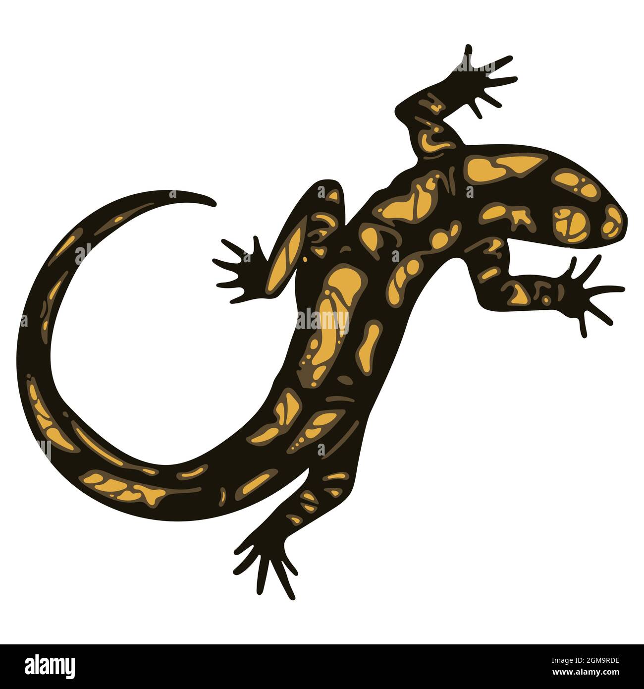 Eidechse - Feuriger Salamander Stock Vektor