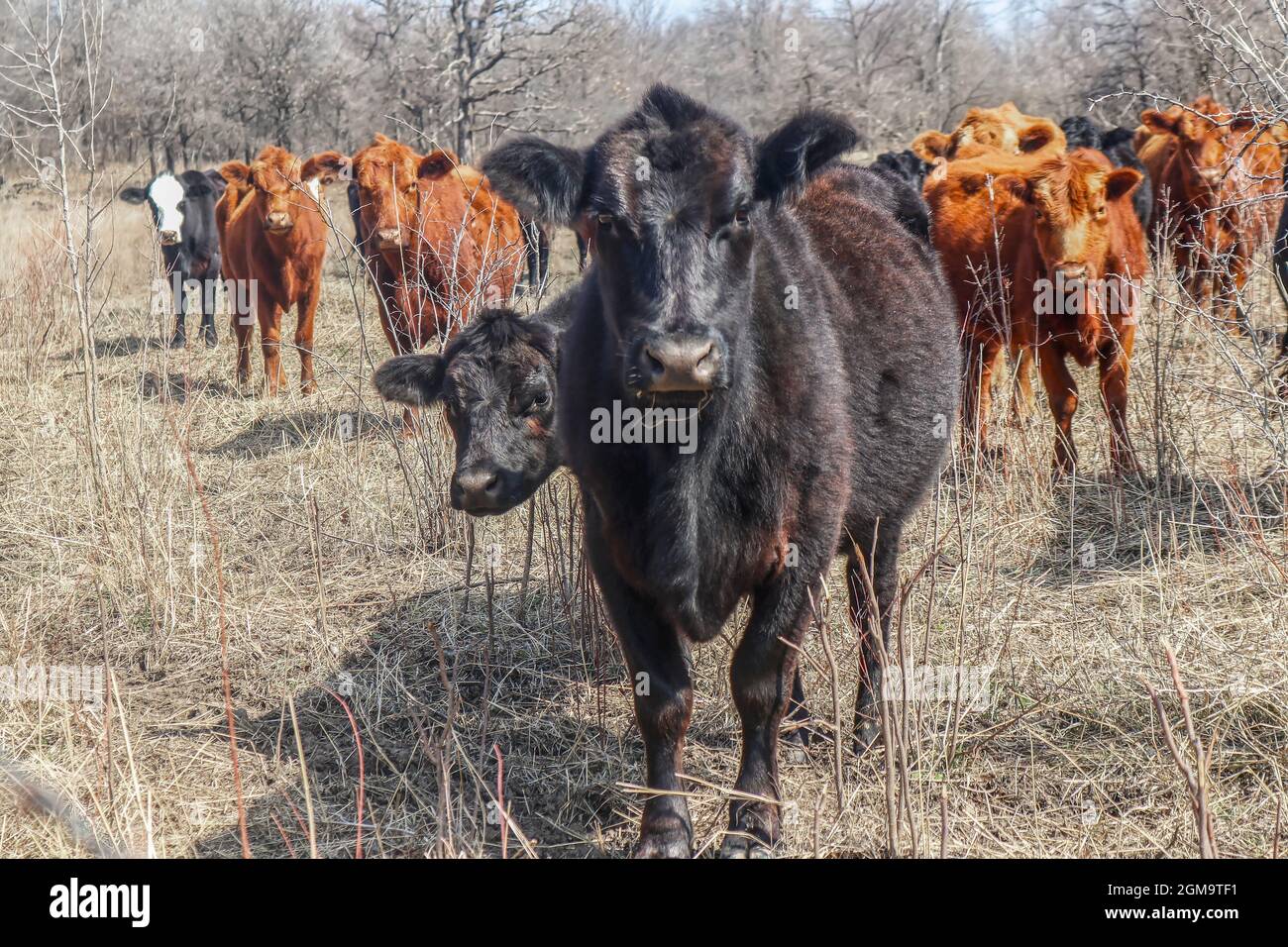 Junge schwarze Kuh mit dem Rest der Herde hinter sich, die verdächtig in die Kamera im Winterfeld starrt - sie sehen aus, als ob sie nichts Gutes tun oder wütend sind - Stockfoto