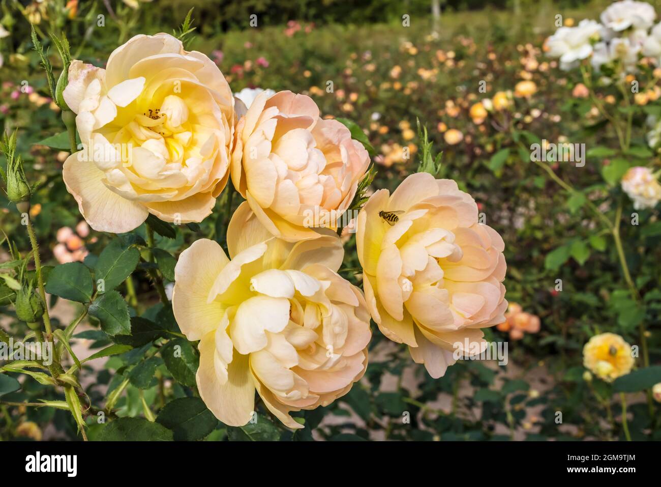 Cluster von floribunda apricot farbigen Rosen in englischen Rosengarten. Stockfoto