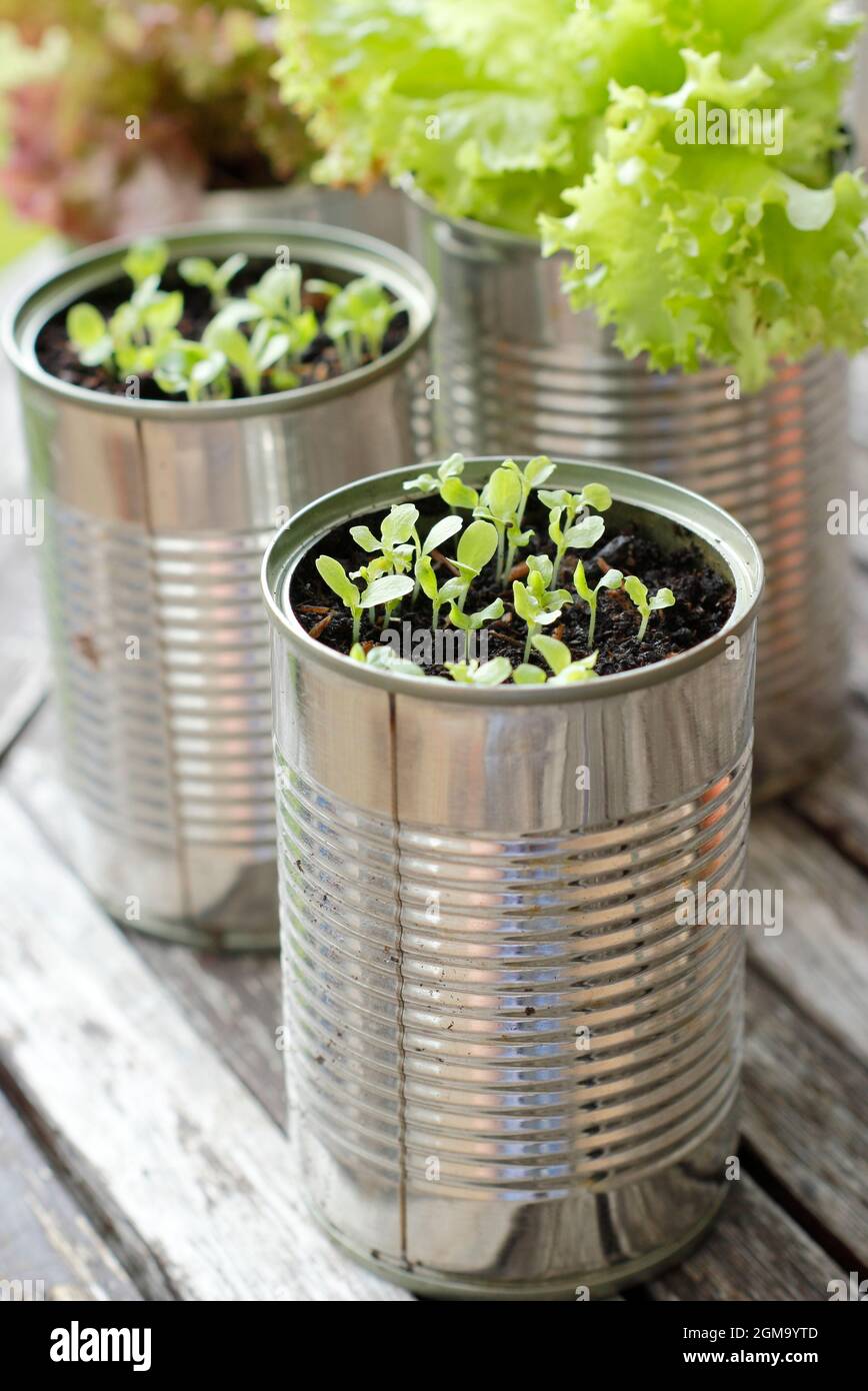 Sämlinge, die in recycelten Dosen wachsen. Lactuca sativa 'Lollo Rossa' Salat aus Samen in recycelten Dosen. VEREINIGTES KÖNIGREICH Stockfoto