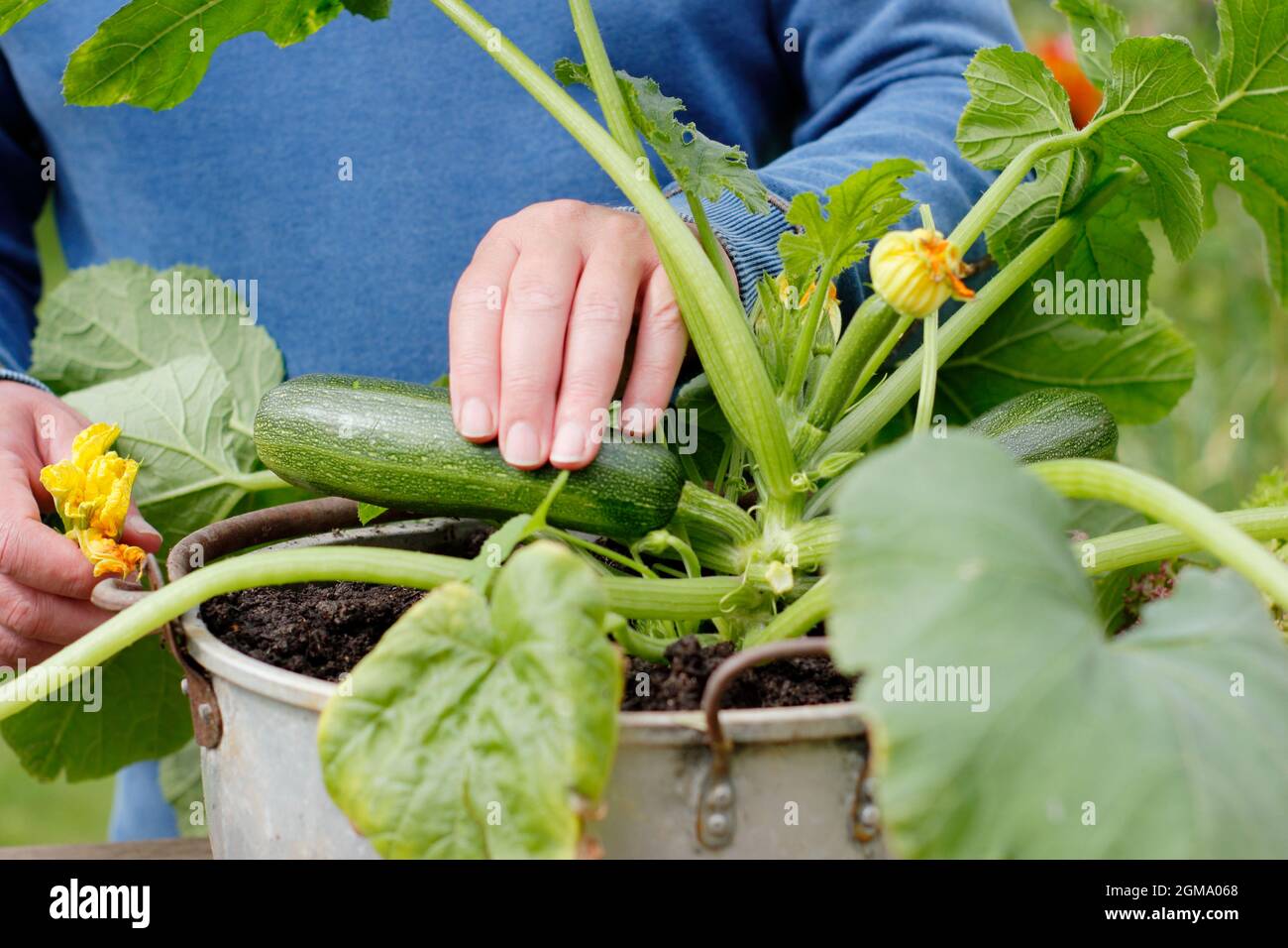 Ernte von Zucchini aus einer Container-Pflanze in einem heimischen Garten. Cucurbita pepo 'Defender'. Stockfoto