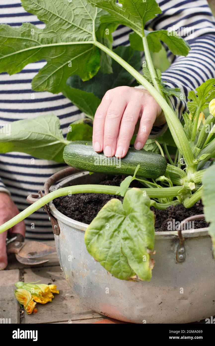 Ernte von Zucchini aus einer Container-Pflanze in einem heimischen Garten. Cucurbita pepo 'Defender'. Stockfoto