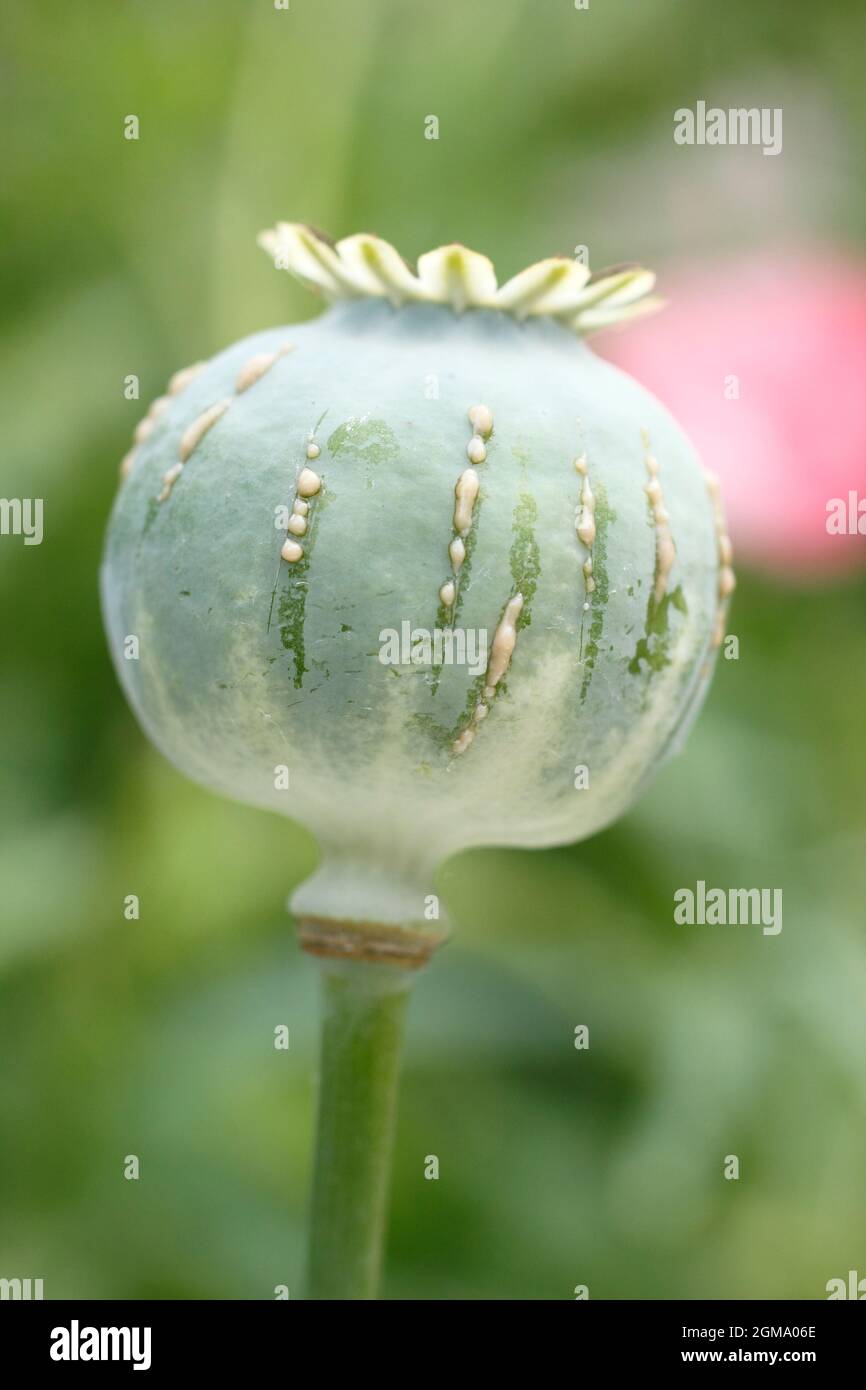 Papaver Somniferum Latex. Ziergarten Mohnschnitt, um die Freisetzung von milchigem saft zu zeigen, der mit der Alkaloidernte assoziiert ist.NUR ZUR VERANSCHAULICHUNG. Stockfoto