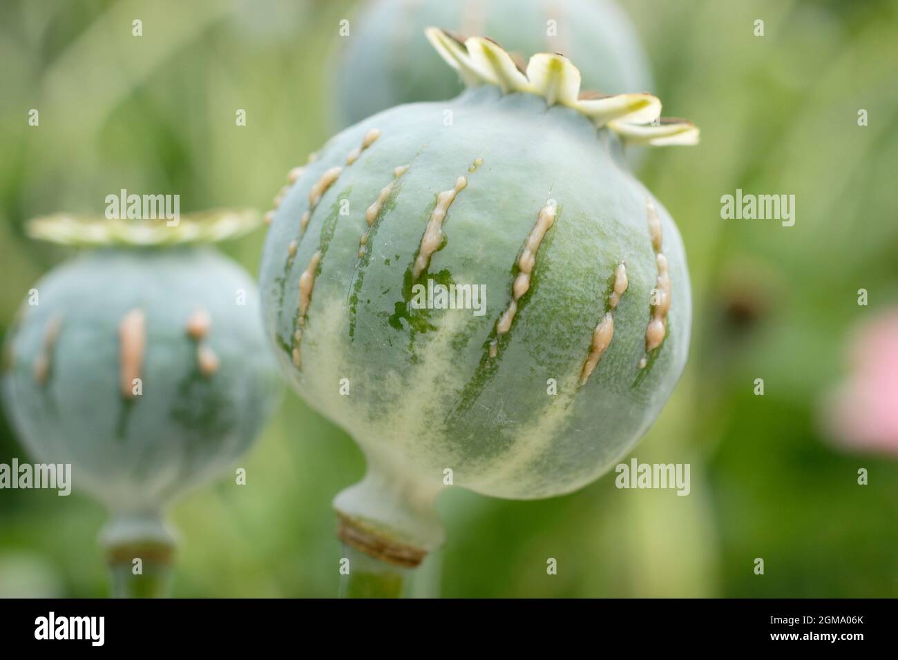 Papaver Somniferum Latex. Ziergarten Mohnschnitt, um die Freisetzung von milchigem saft zu zeigen, der mit der Alkaloidernte assoziiert ist.NUR ZUR VERANSCHAULICHUNG. Stockfoto