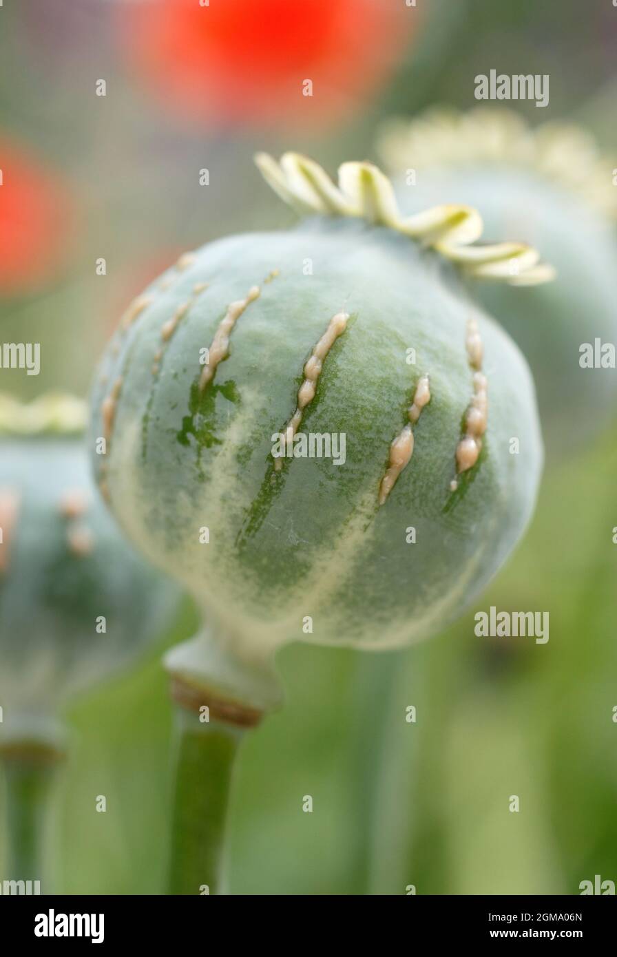 Papaver Somniferum Latex. Ziergarten Mohnschnitt, um die Freisetzung