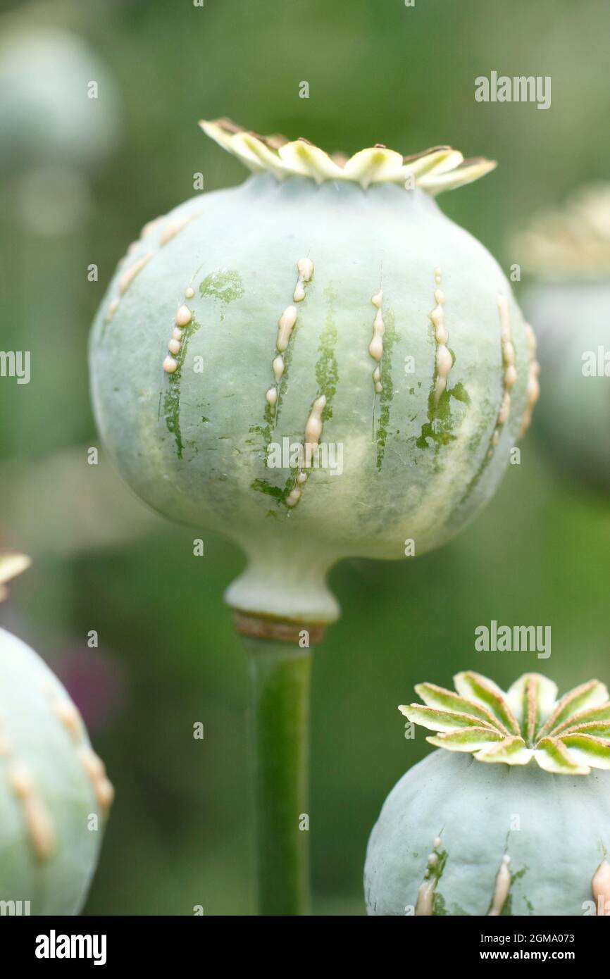 Papaver Somniferum Latex. Ziergarten Mohnschnitt, um die Freisetzung von milchigem saft zu zeigen, der mit der Alkaloidernte assoziiert ist.NUR ZUR VERANSCHAULICHUNG. Stockfoto