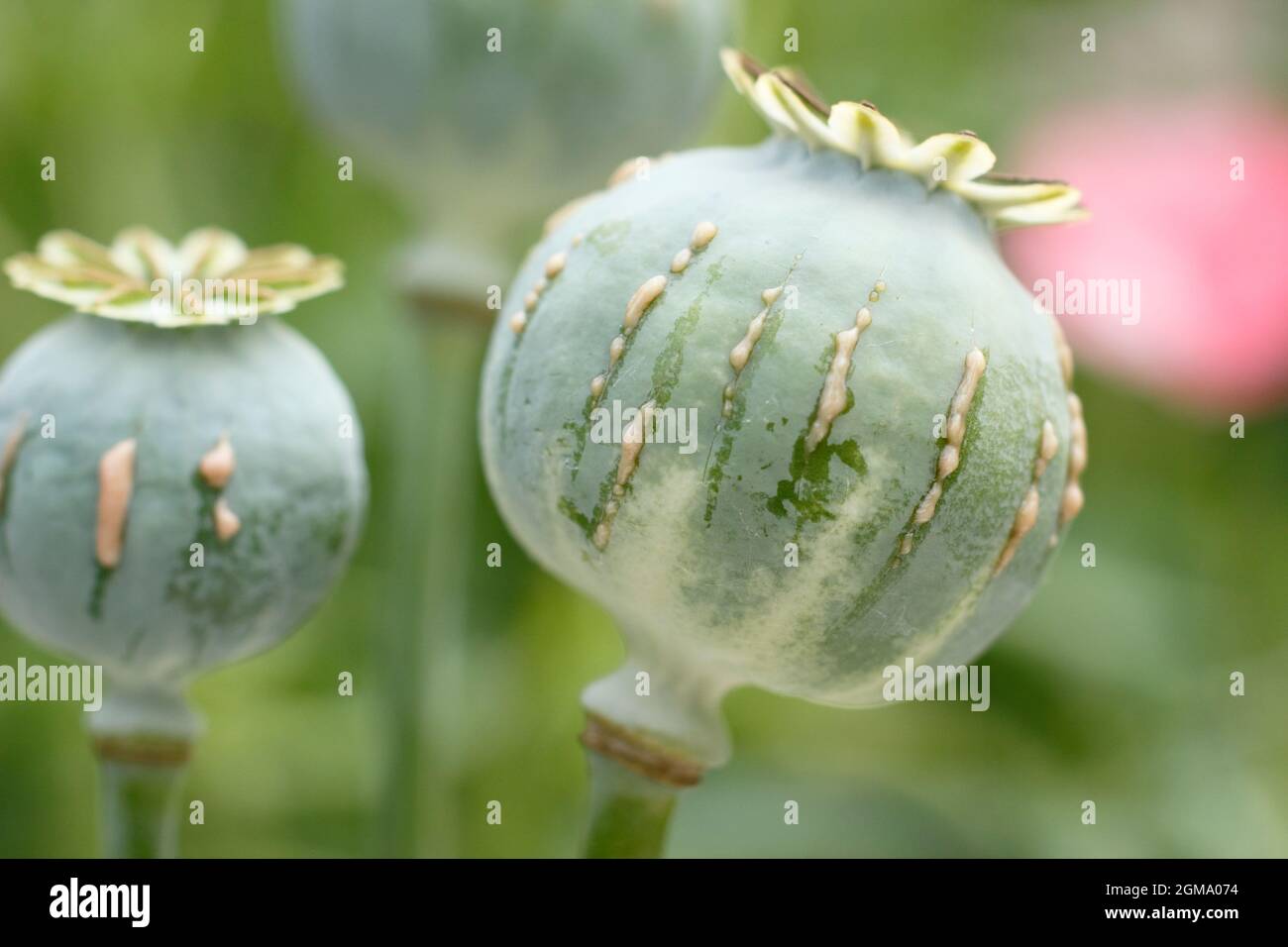 Papaver Somniferum Latex. Ziergarten Mohnschnitt, um die Freisetzung von milchigem saft zu zeigen, der mit der Alkaloidernte assoziiert ist.NUR ZUR VERANSCHAULICHUNG. Stockfoto