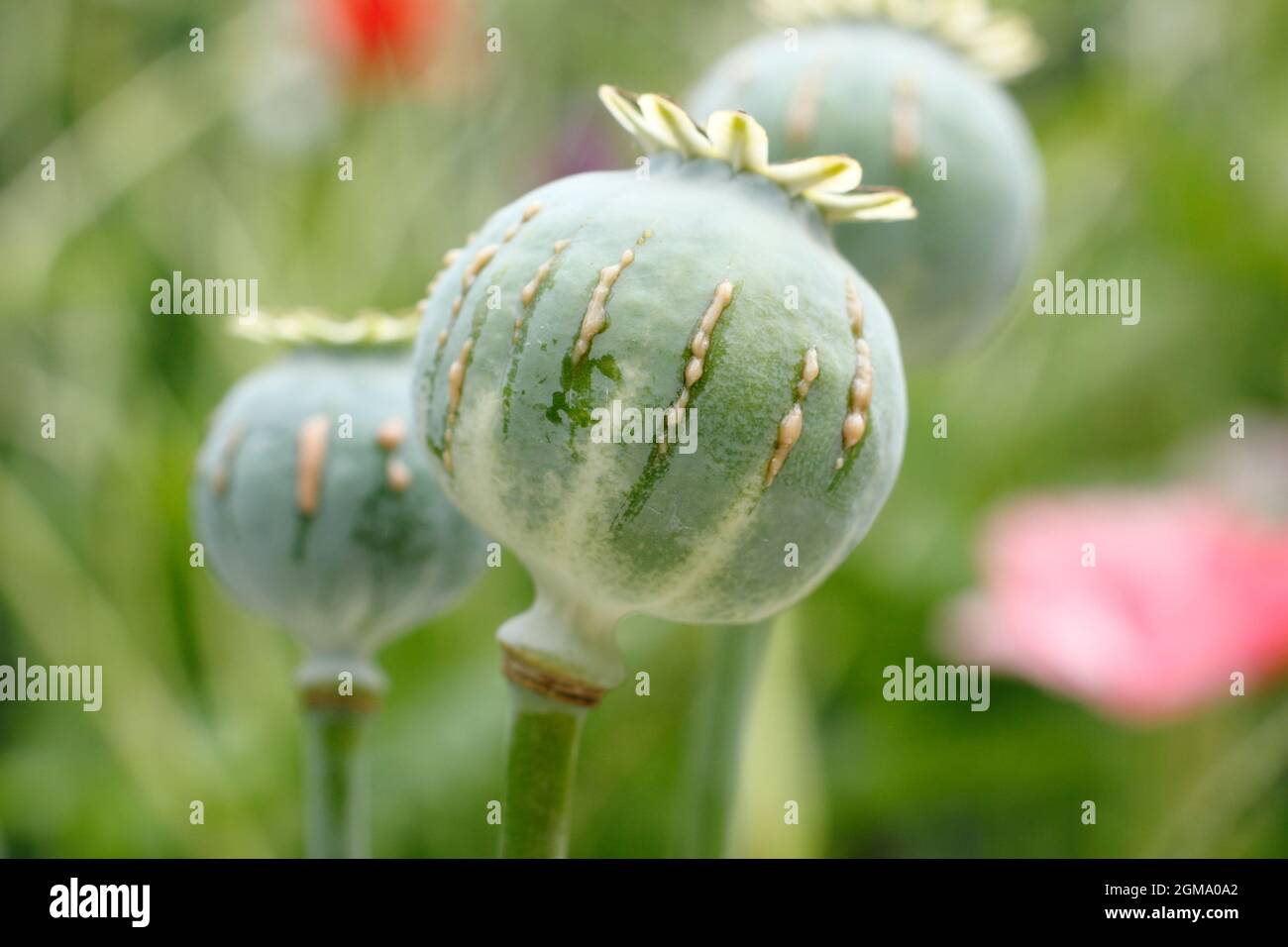 Papaver Somniferum Latex. Ziergarten Mohnschnitt, um die Freisetzung von milchigem saft zu zeigen, der mit der Alkaloidernte assoziiert ist.NUR ZUR VERANSCHAULICHUNG. Stockfoto