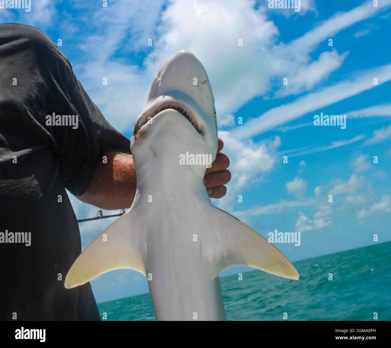 Nahaufnahme eines kleinen Hais, der von Fischern auf einem Tiefseeanglerschiff gehalten wird Stockfoto