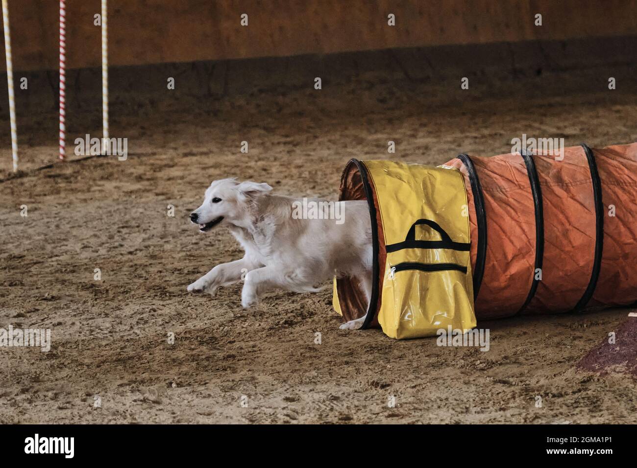 Agility-Wettbewerbe. Golden Retriever Hund läuft schnell aus dem Tunnel und Sand fliegt unter seinen Pfoten. Geschwindigkeit und Agilität, Sport mit Haustier. Stockfoto