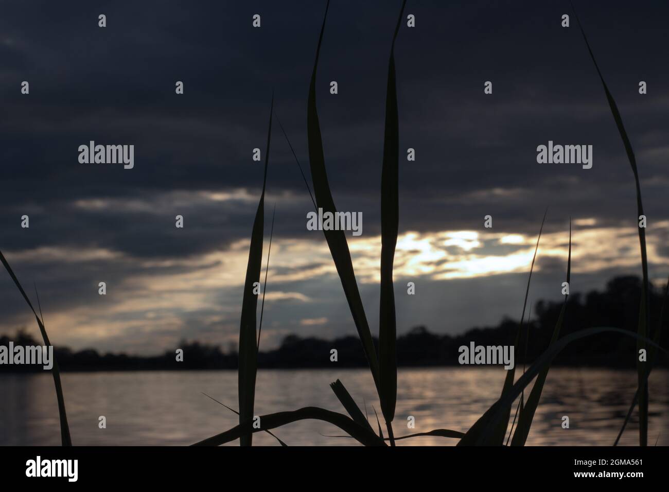 Blick durch das Schilf auf die Reflexion der untergehenden Sonne im See Stockfoto