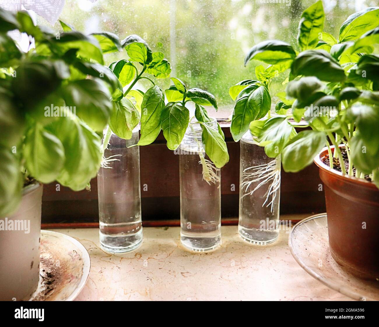 Basilikumkultur und Vermehrung durch Schneiden auf der Küchenfensterbank Stockfoto