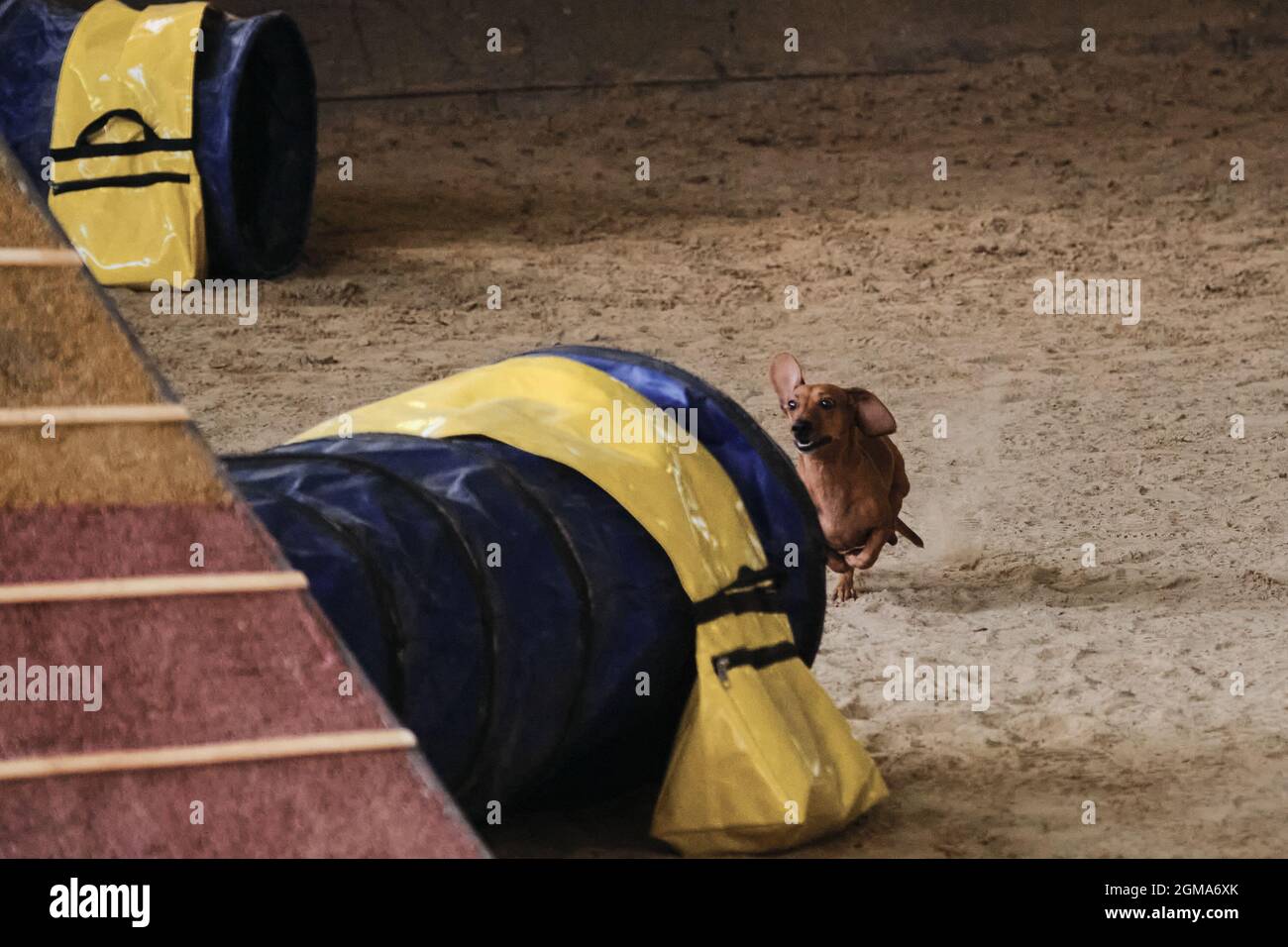 Agility-Wettbewerbe. Geschwindigkeit und Agilität, Sport mit Haustier. Braune Zwergdackel läuft schnell in Tunnelrohr-Sportgeräte für Tiere. Rothaarig Stockfoto