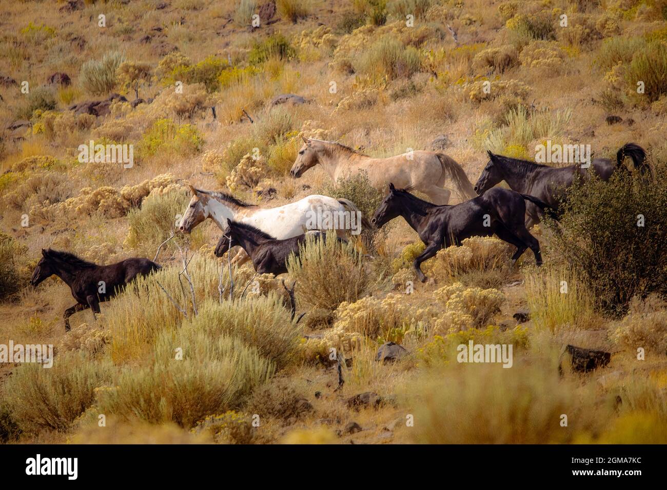 Dieses Bild zeigt 6 wilde Pferde, die entlang eines Hügels in der Smoke Creek Desert im Lassen County, Kalifornien, USA, in der Nähe von Pea Creek laufen. Stockfoto