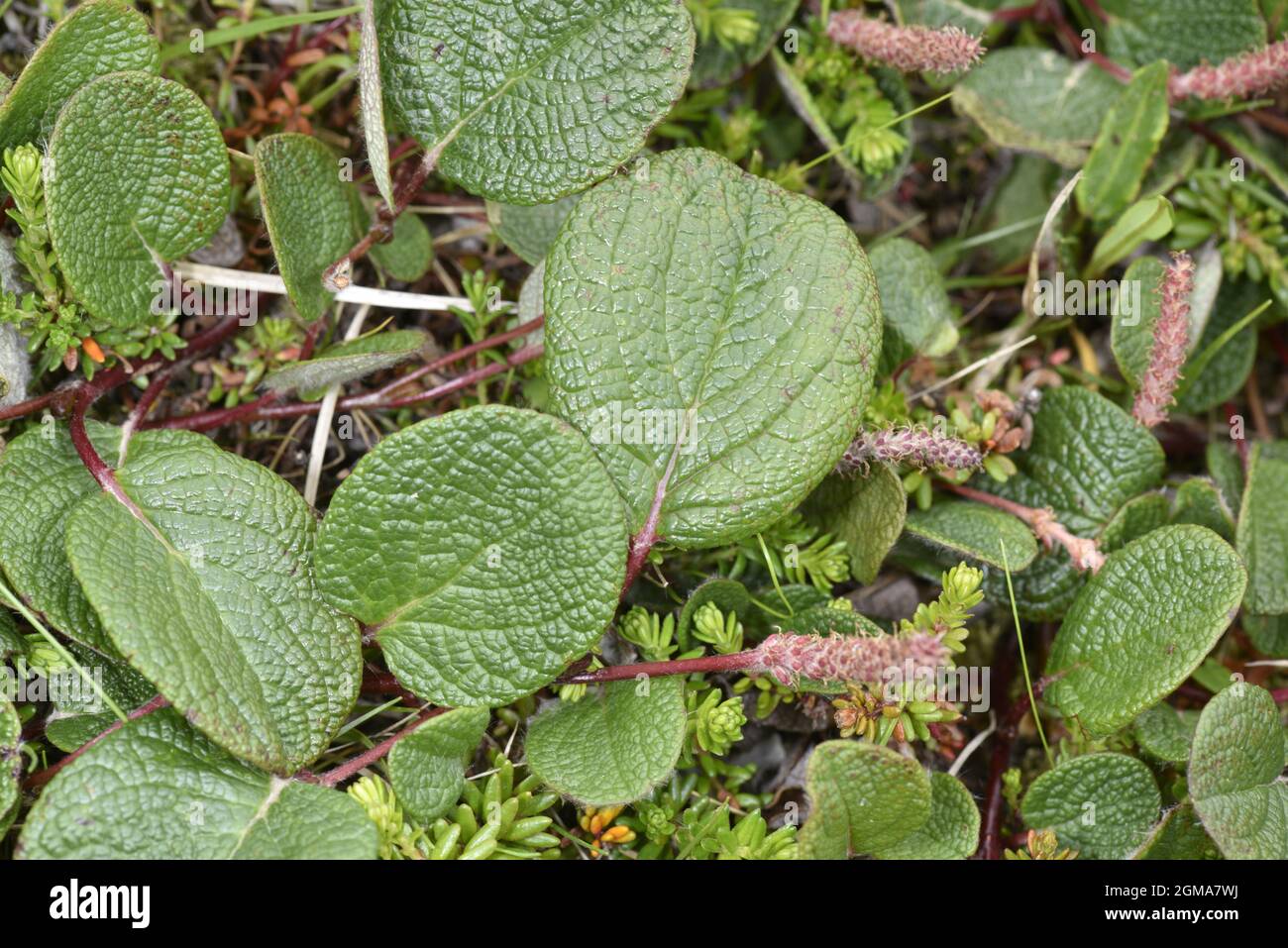 Netzblättrige Weide - Salix reticulata Stockfoto