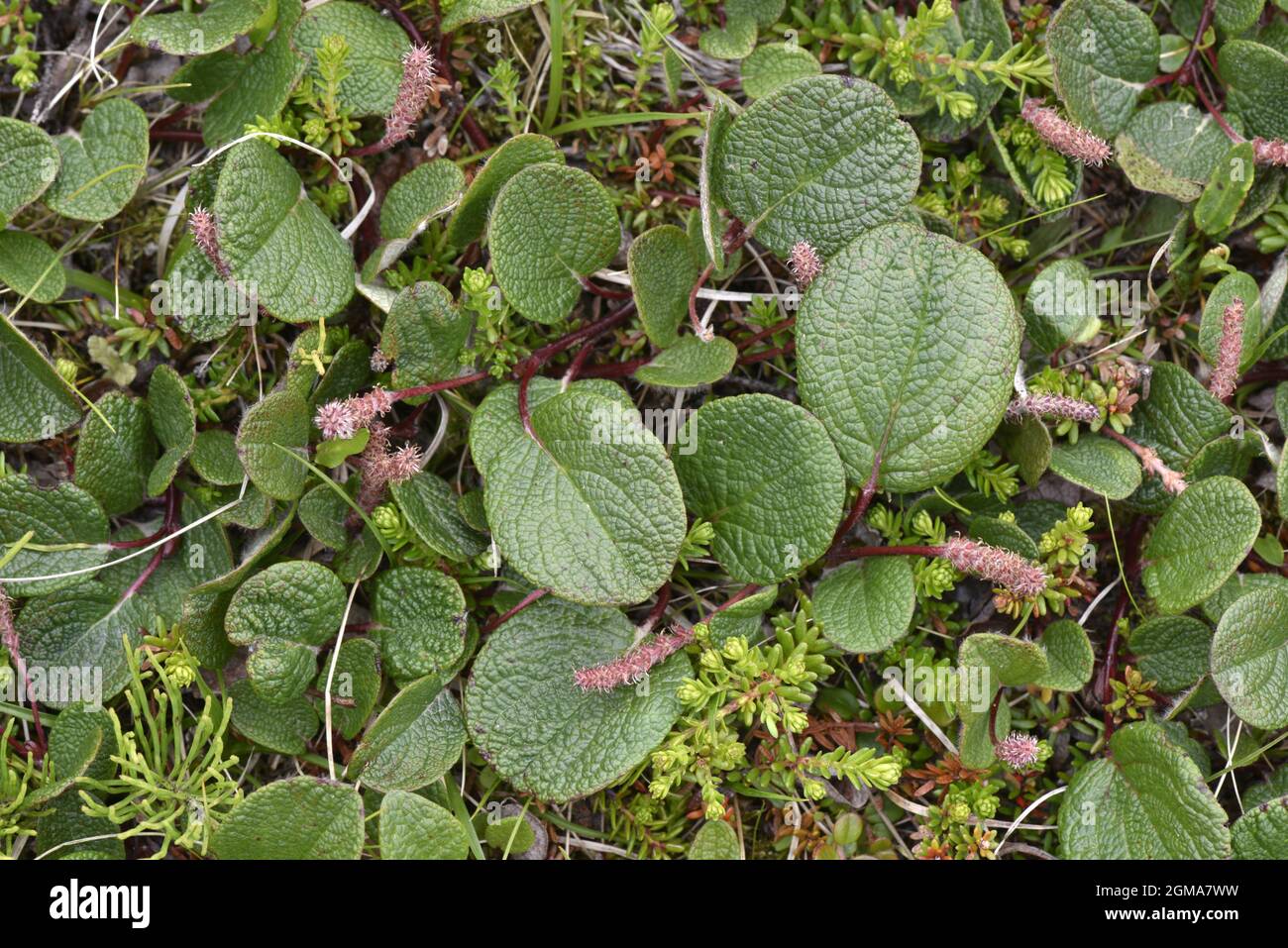 Netzblättrige Weide - Salix reticulata Stockfoto