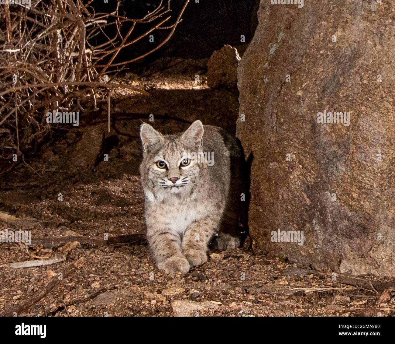 Bobcat in Kamerafalle Stockfoto