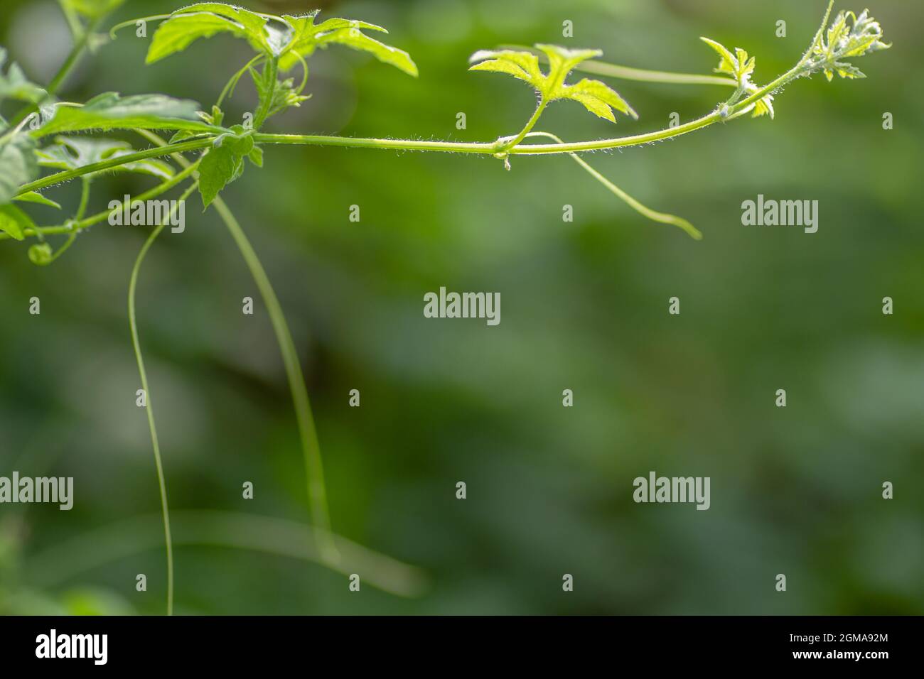 Die Triebe des Waldes Bittermelonenpflanze mit frischen grünen Ranken, für den Hintergrund mit dem Konzept der Natur Stockfoto