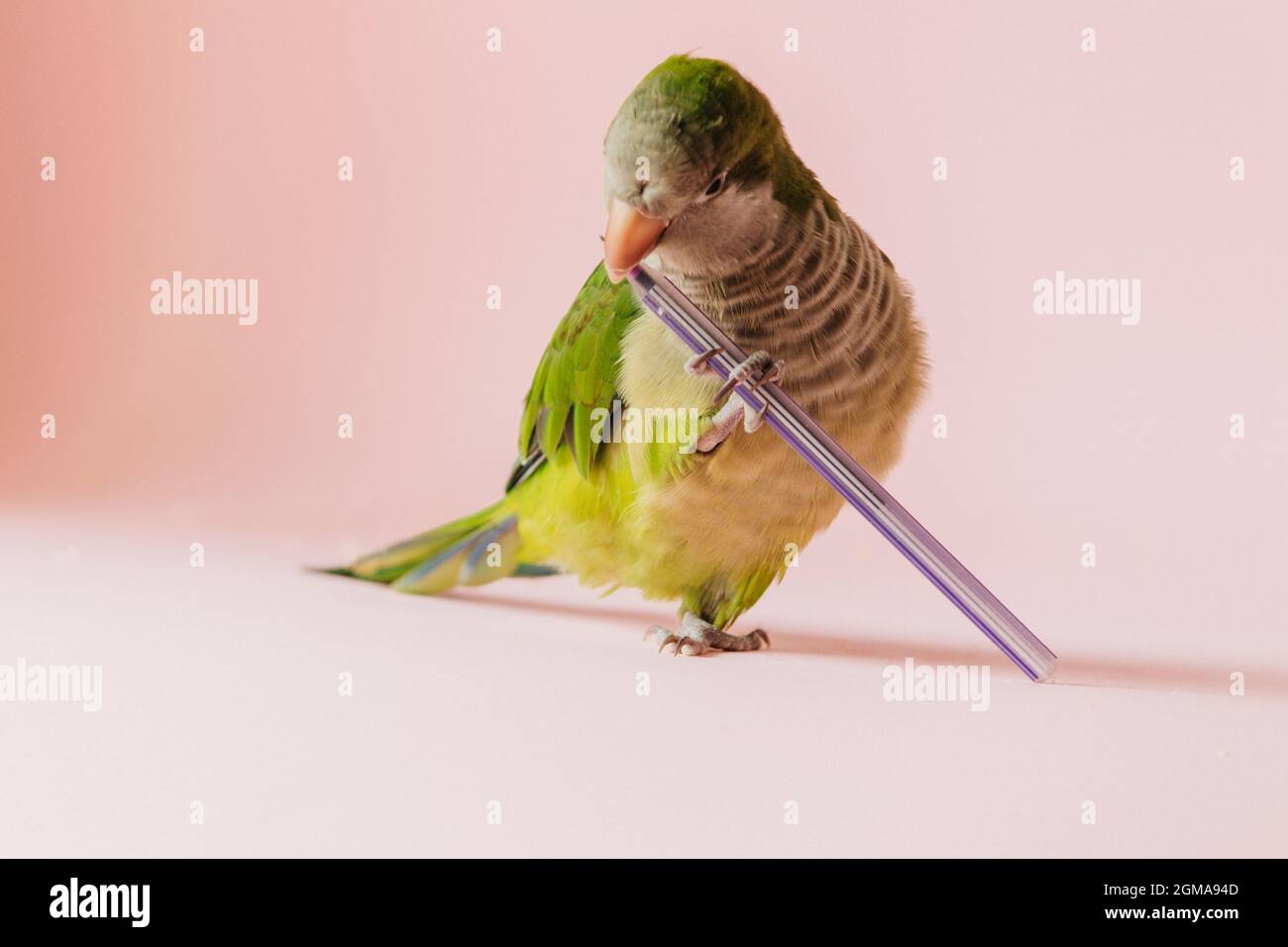 Verspielter grüner Papageienmönch spielt mit einem Stift auf einem rosa Hintergrund. Stockfoto