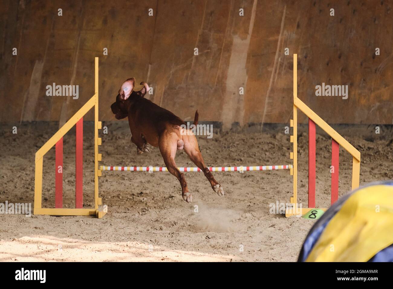 Geschwindigkeit und Beweglichkeit, Sport mit Hund. Die rothaarige  ungarische vizsla läuft schnell und springt bei Agility-Wettbewerben hoch  über die Barriere Stockfotografie - Alamy