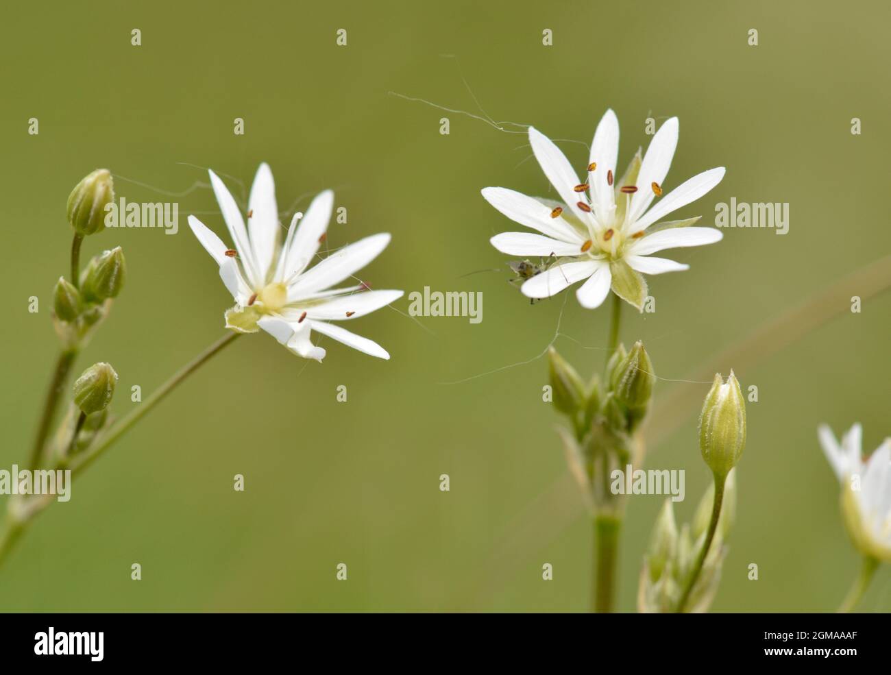 Weniger Sternmiere - Stellaria graminea Stockfoto