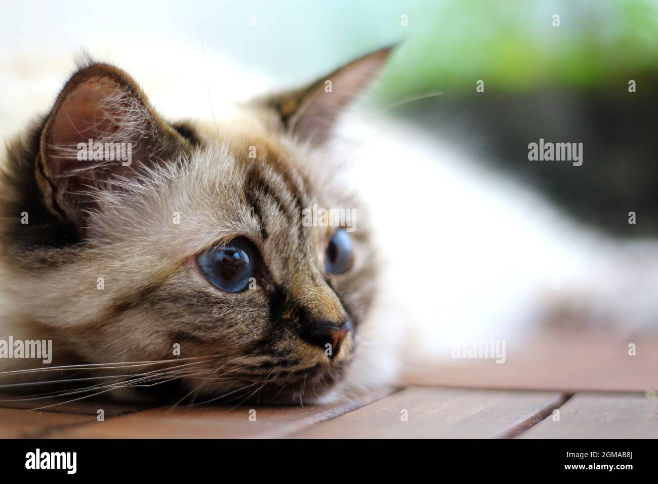 Süße Kiity Cat Heilige Birma Stockfoto